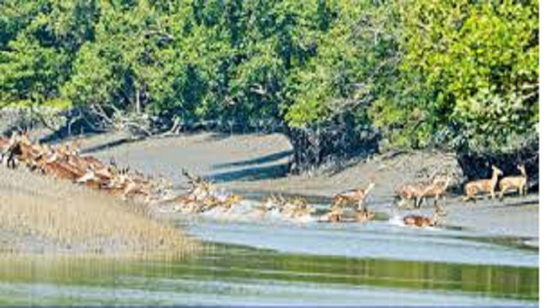 ব্রিটিশ সহায়তা কমায় সুন্দরবনঘেঁষা জলবায়ু প্রকল্প বন্ধের শঙ্কা, বিপাকে হাজারো মানুষ